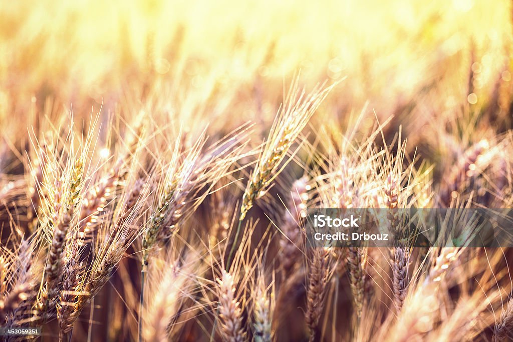 Trigo stalks - Foto de stock de Agricultura libre de derechos