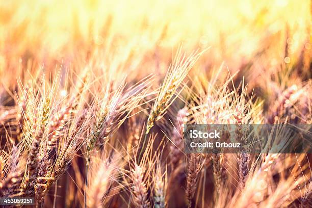 Trigo Caules - Fotografias de stock e mais imagens de Agricultura - Agricultura, Amarelo, Cereal