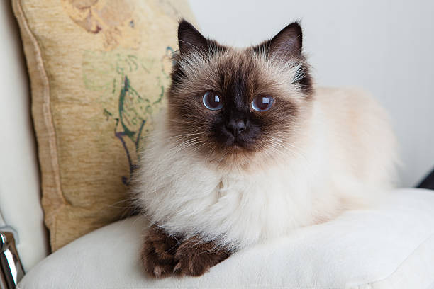 Retrato de close-up de um gato - foto de acervo