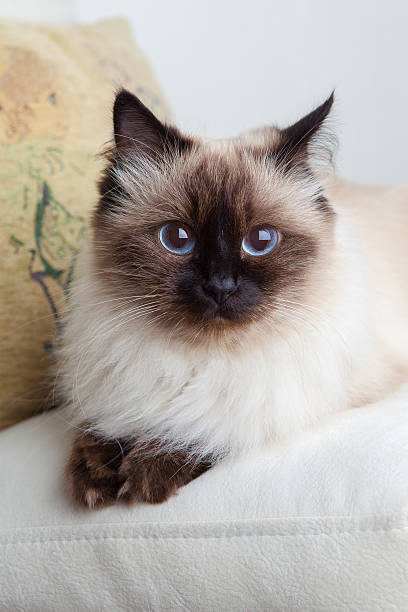 Retrato de close-up de um gato - foto de acervo