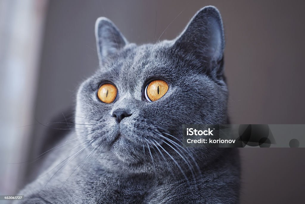 Pleased muzzle of gray British cat Pleased muzzle of gray British cat close up Animal Stock Photo