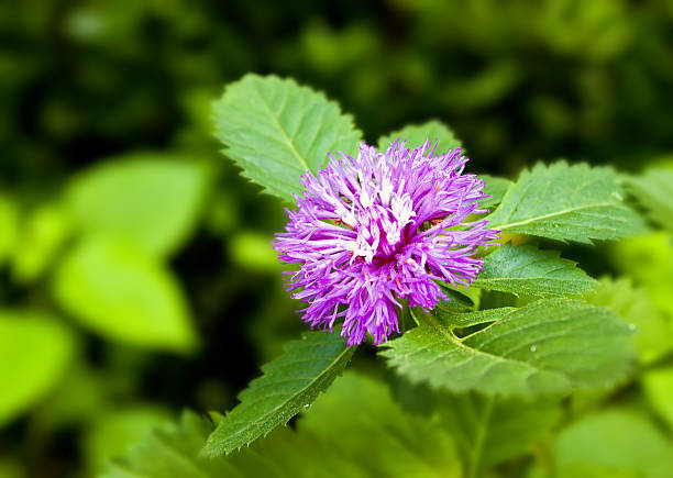 istock Purple Centratherum punctatum Cass flower 453062751
