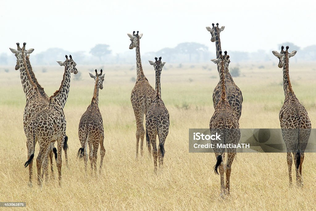 Manada de girafas - Foto de stock de Alto - Descrição Geral royalty-free