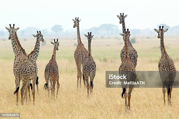 Foto de Manada De Girafas e mais fotos de stock de Alto - Descrição Geral - Alto - Descrição Geral, Andar, Animais de Safári