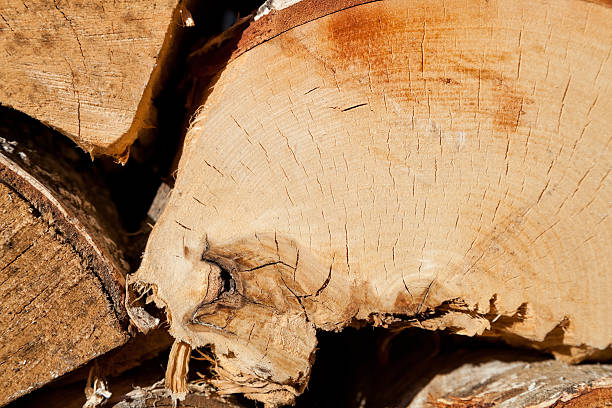 istock Wood texture of cut tree trunks, close-up 453063355
