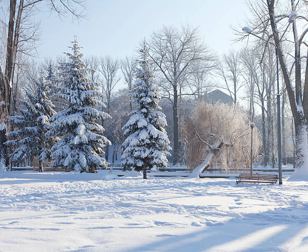 Snow-covered trees in the city park