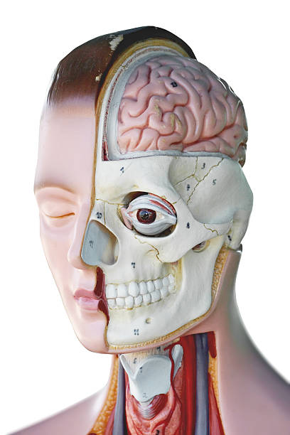 istock female human anatomy model 453065785