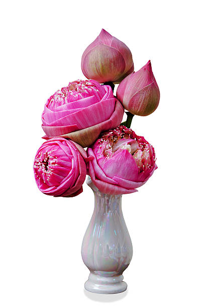 flores de lótus no vaso - lotus pink petal closed - fotografias e filmes do acervo