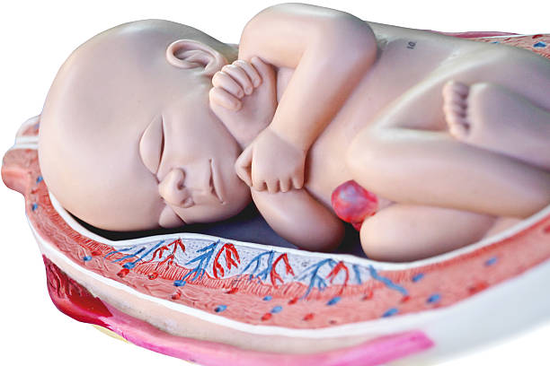 płód model - twin fetus uterus human pregnancy zdjęcia i obrazy z banku zdjęć