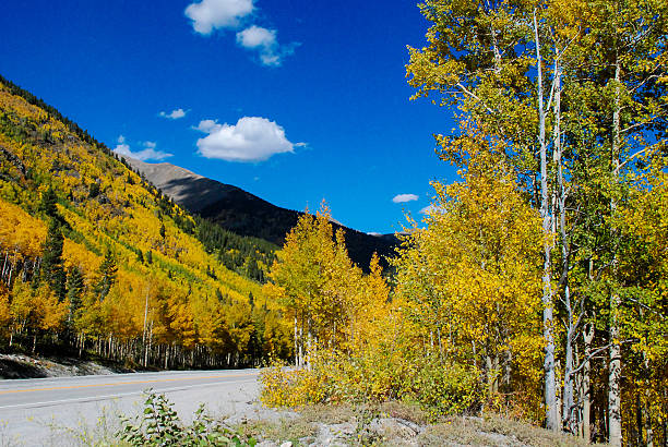Near the top of Monarch Pass on US Highway 50--a great scenic highway--during the peak of fall colors in the southern Rocky Mountains of Colorado.