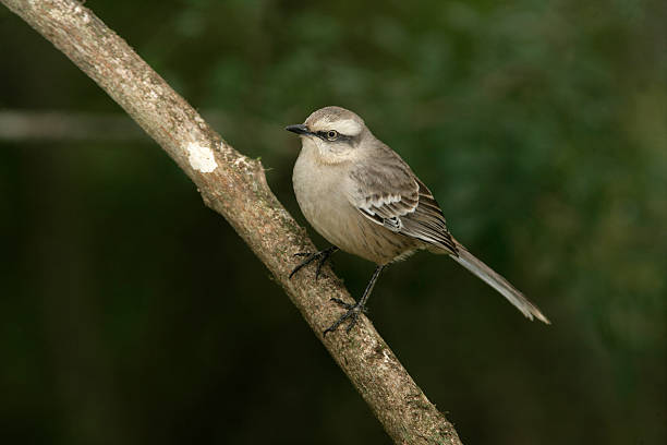 istock Chalk-browed mockingbird, Mimus saturninus 453068715