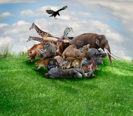 A Group Of Animals Standing Together On The Grass Stock Photo - Download  Image Now - Image Montage, Animal, Animal Themes - iStock
