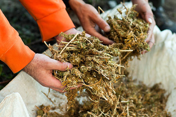 istock Holding piles of marihuana 453070329
