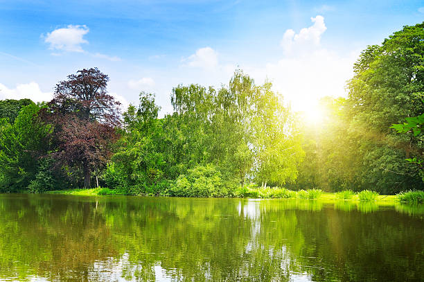 istock lake in the summer park 453071313