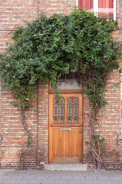istock Closed door with vines on the street 453071941