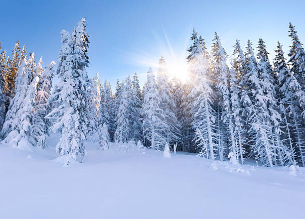 istock Beautiful landscape in the mountain forest. Winter morning. 453073287