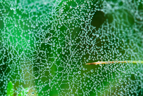 Photo of Spider web with dew