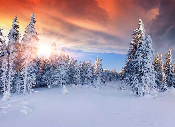к�расивый зимний восход солнца в горах.  эффектные red sky - christmas tree christmas wood woods стоковые фото и изображения