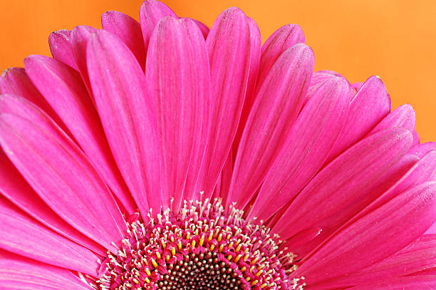 gerber fiore - perfection gerbera daisy single flower flower foto e immagini stock