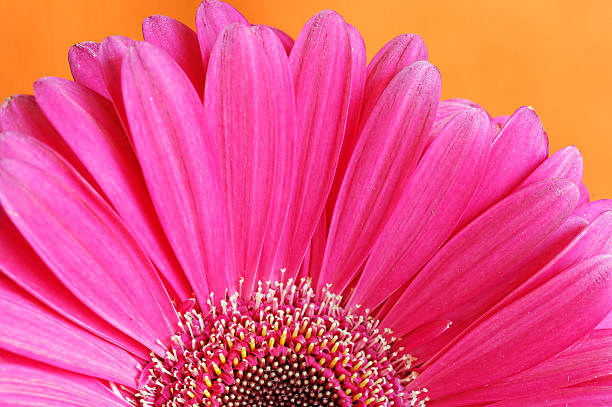 gerber цветок - perfection gerbera daisy single flower flower стоковые фото и изображения