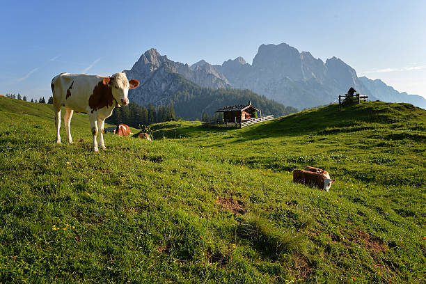 kühe auf der alm - bergwiese stock-fotos und bilder