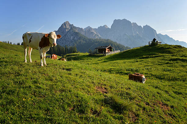 kühe auf der alm - milk european alps agriculture mountain fotografías e imágenes de stock