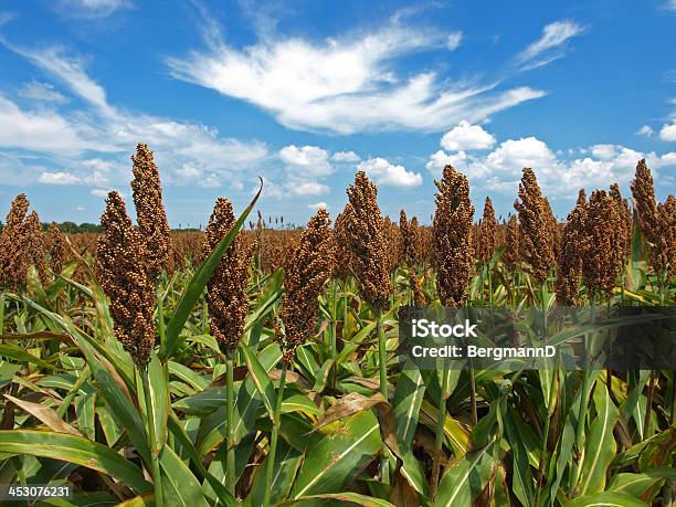 Sorgo - Fotografie stock e altre immagini di Sorgo - Sorgo, Campo, Cereale