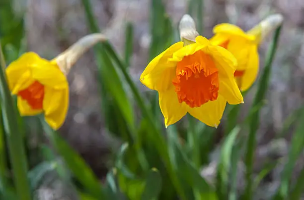 Daffodils, the harbinger of spring. Focus is on front flower on right.