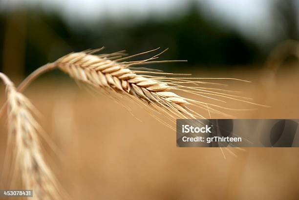 Rye Foto de stock y más banco de imágenes de Agricultura - Agricultura, Aire libre, Aldea