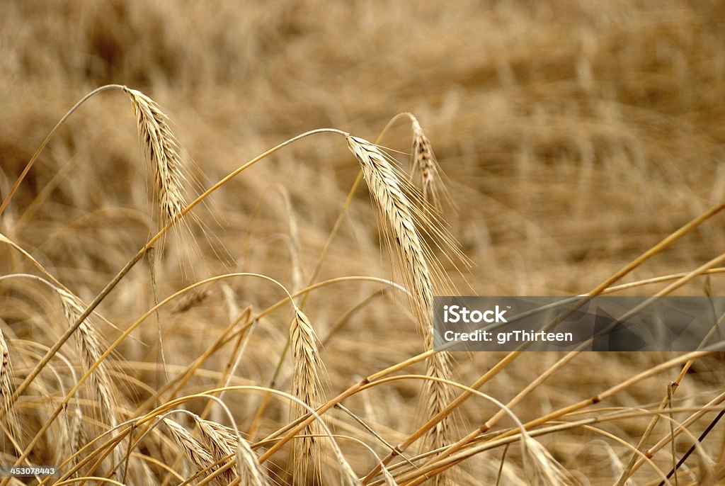 De Centeio - Royalty-free Agricultura Foto de stock
