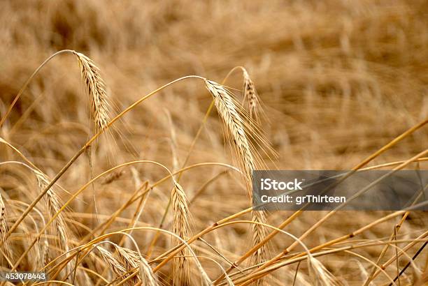 De Centeio - Fotografias de stock e mais imagens de Agricultura - Agricultura, Aldeia, Amarelo