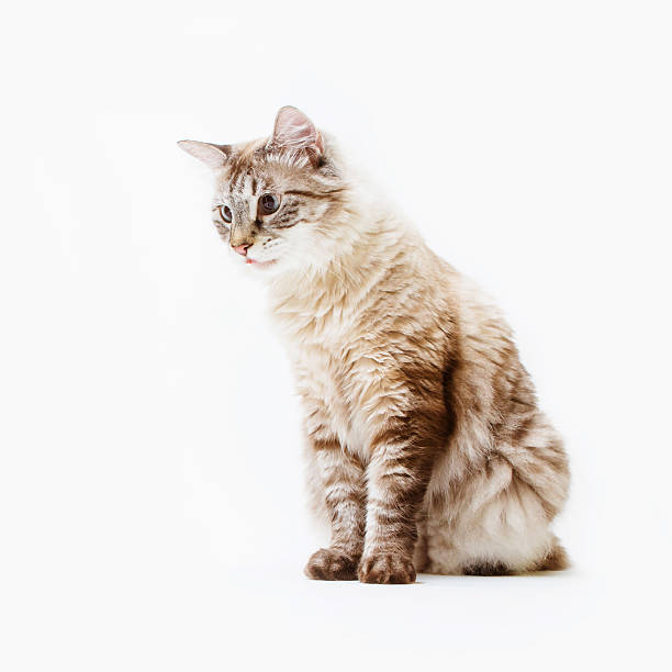 lynx point Siamese mix cat stock photo