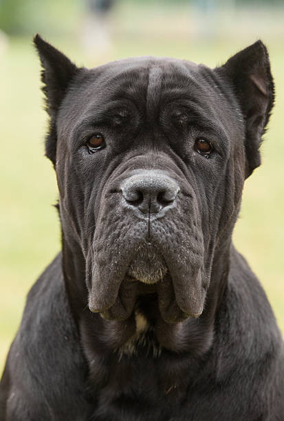 istock Purebred Dog The Cane Corso is a large Italian Molosser. 453079477