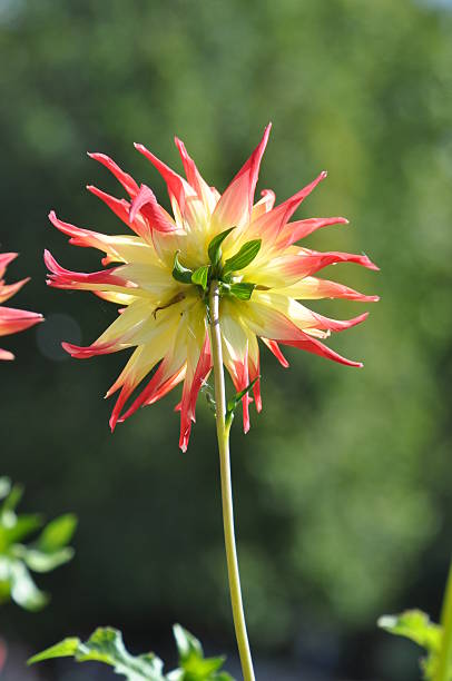 георгин - gartenblume стоковые фото и изображения