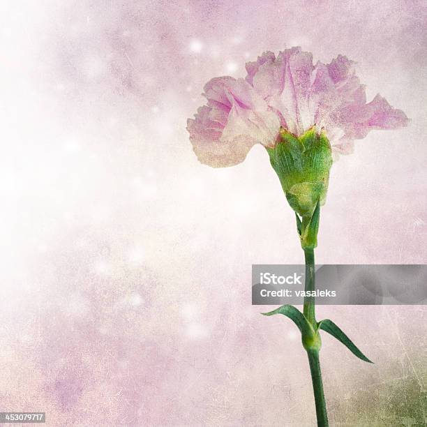 Rosa Garofano - Fotografie stock e altre immagini di Amore - Amore, Botanica, Bouquet