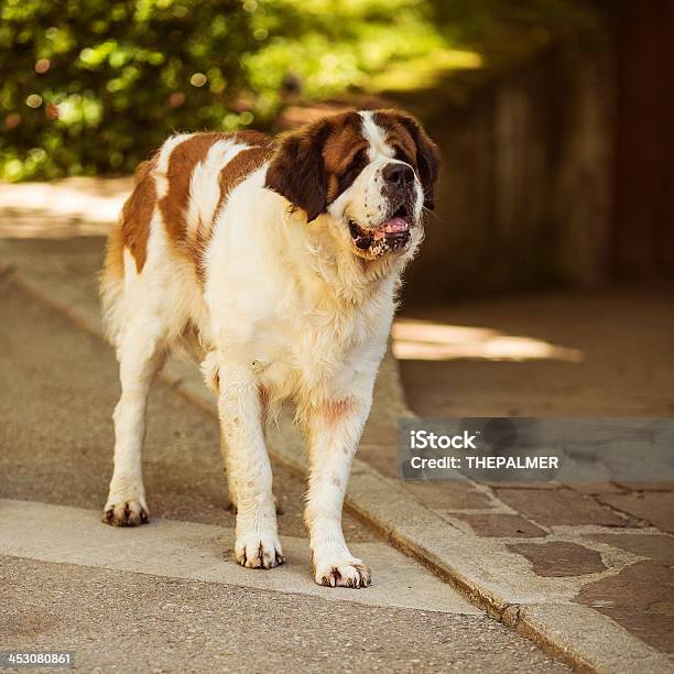 St Bernard Perro Foto de stock y más banco de imágenes de Canino - Animal - Canino - Animal, Cuadrado - Composición, Fotografía - Imágenes