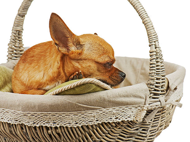 istock Sleeping red chihuahua dog in wicker basket. 453081145
