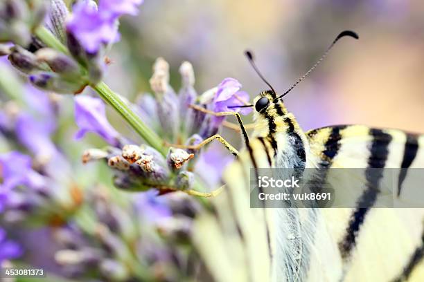 Papilio Machaon Motyl - zdjęcia stockowe i więcej obrazów Czułek - Czułek, Część ciała zwierzęcia, Dzień
