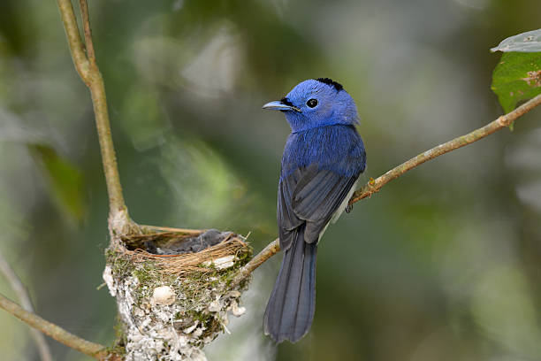 istock male black-nape monarch 453081713