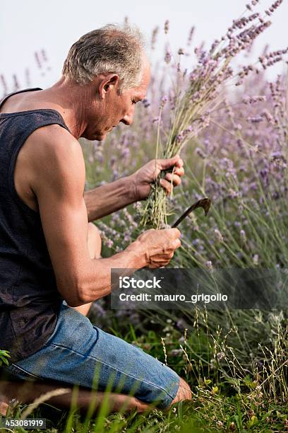 Idoso Colher Desabrochando Flores De Lavanda - Fotografias de stock e mais imagens de 40-49 Anos - 40-49 Anos, 50 Anos, Adulto