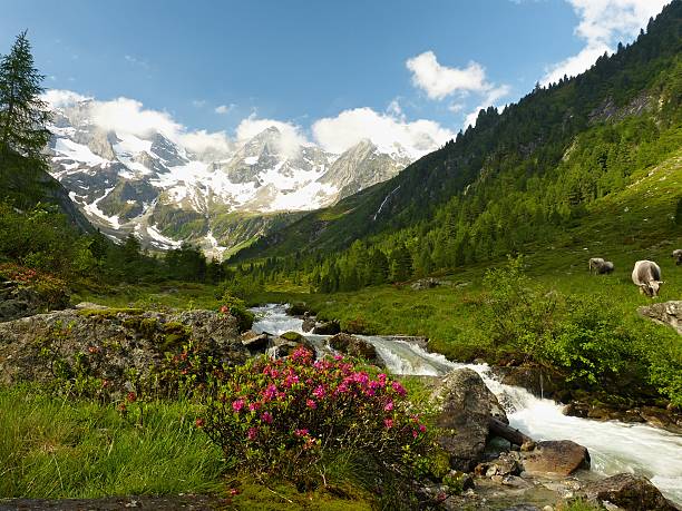 alpine idylle mit kühe und gletscher in den hintergrund. - bergwiese stock-fotos und bilder