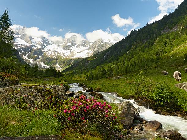 alpine idyll con vacas y los glaciares en el fondo - kaunertal fotografías e imágenes de stock