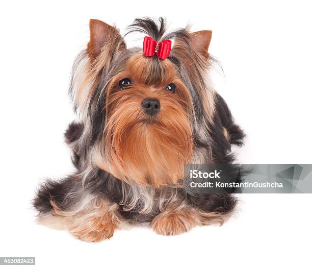 Yorkshire Terrier Welpe Mit Rote Schleife Stockfoto und mehr Bilder von Braun - Braun, Domestizierte Tiere, Einzelnes Tier