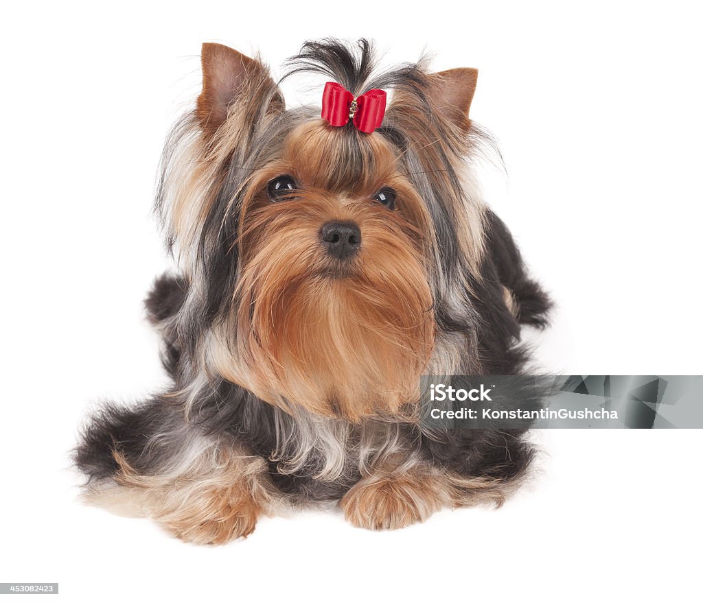 Yorkshire Terrier avec rouge bow - Photo de Animaux de compagnie libre de droits