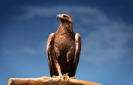 A golden eagle is ready to hunt.