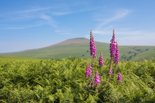 A single foxglove plant standing in a field of ferns,  Shot on the side of the Sugar Loaf Mountain in Wales.