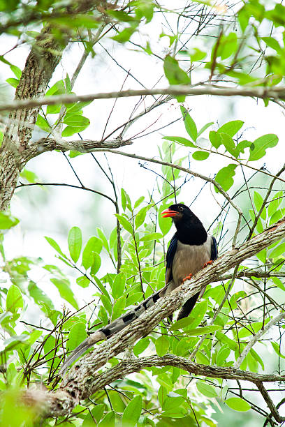 istock Blue Magpie is a Bird of Thailand 453084211