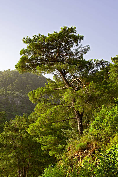 Pine tree on the mountain stock photo