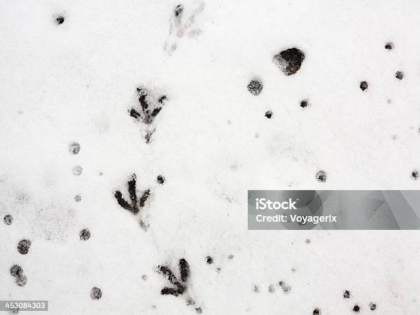 Pájaro Sendero En La Nieve Fresca Foto de stock y más banco de imágenes de Aire libre - Aire libre, Almohadillas - Pata de animal, Animal