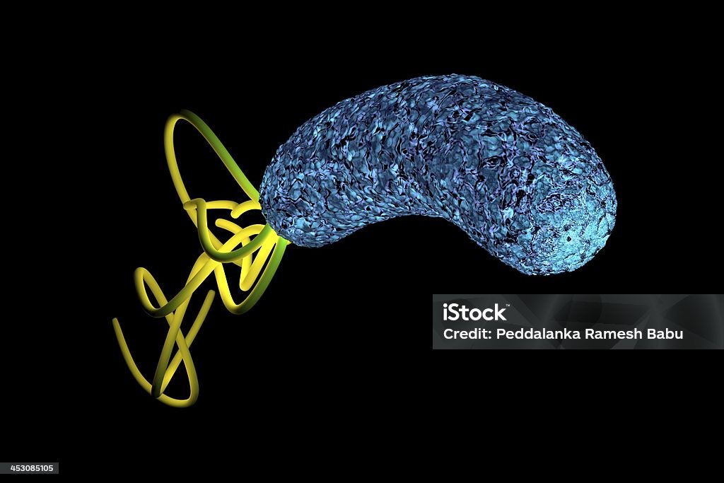 helicobacter pylori Bactérie avec détails - Photo de Abdomen libre de droits